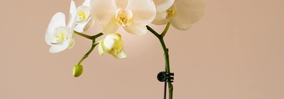De opkomst van hoogsensitieve ouders orchidee of paardenbloem
